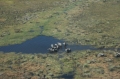 Elephants from helicopter